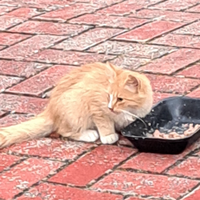 Gattino rossiccio, pelo semilungo,