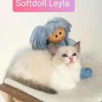 Cucciola Ragdoll bicolor