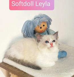 Cucciola Ragdoll bicolor