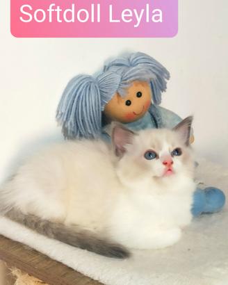 Cucciola Ragdoll bicolor