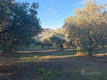 Terreno con 60 piante di olivo a 9.900