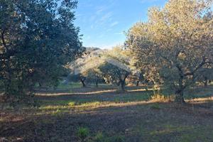 Terreno con 60 piante di olivo a 9.900