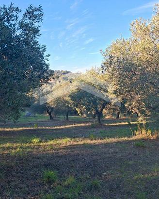 Terreno con 60 piante di olivo a 9.900