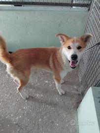 Frida derivata akita abbandonata in canile :(