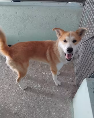 Frida derivata akita abbandonata in canile :(