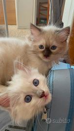 Ragdoll: Ultimi cuccioli disponibili da subito