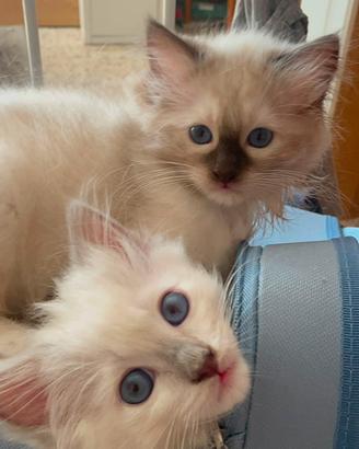 Ragdoll: Ultimi cuccioli disponibili da subito