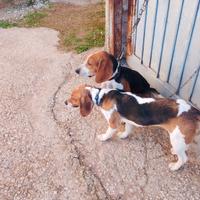 Cane da caccia Beagle