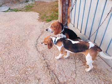 Cane da caccia Beagle