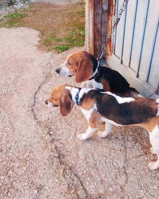 Cane da caccia Beagle