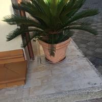 Piante ornamentali per giardino e/o casa