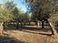 Immagine 7