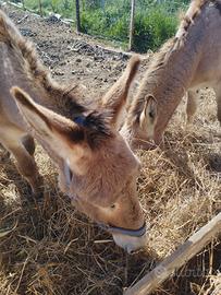 2 Asini per 1 Cavallo da passeggiata