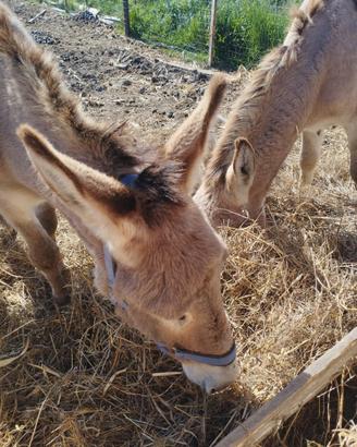 2 Asini per 1 Cavallo da passeggiata