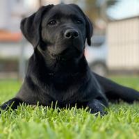 Cuccioli di Labrador retriver