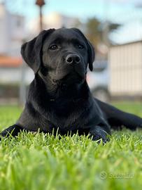 Cuccioli di Labrador retriver