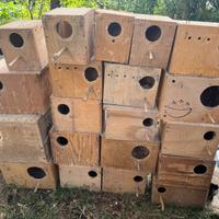 Nidi cocorite e inseparabile