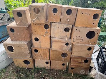 Nidi cocorite e inseparabile