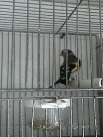 Cardellina nostrana