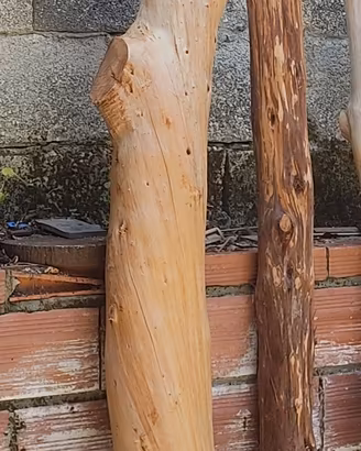 ginepro 