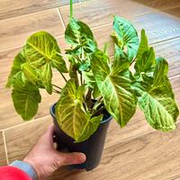 Piante di Syngonium Podophyllum