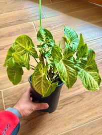 Piante di Syngonium Podophyllum