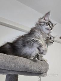 Cuccioli Maine Coon 3 mesi Pedigree da compagnia