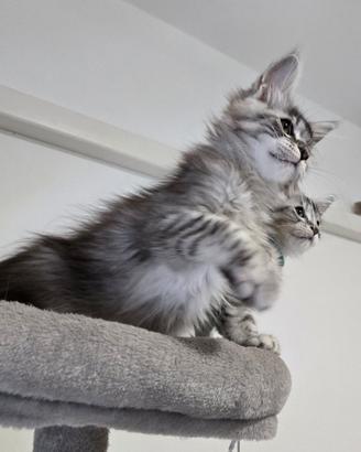 Cuccioli Maine Coon 3 mesi Pedigree da compagnia