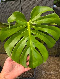 Monstera