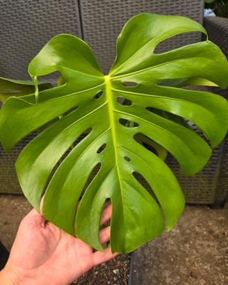 Monstera