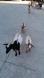 Caprette tibetane