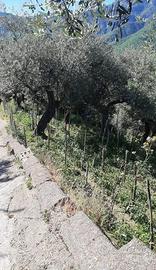 Terreno Agricolo