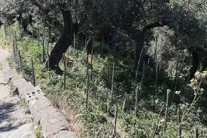 Terreno Agricolo