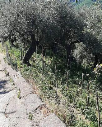 Terreno Agricolo