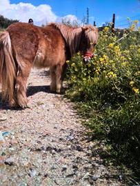 Pony femmina