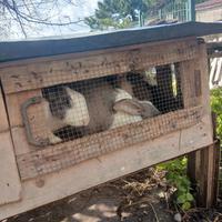 Conigli incrocio gigante