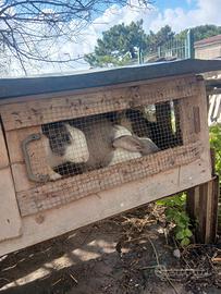 Conigli incrocio gigante