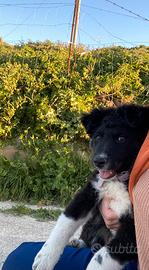 Cucciola border collie incrocio