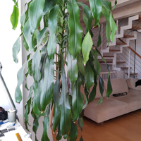 Pianta grande da interno