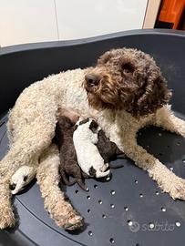 Cuccioli lagotto Carpino Nero x Principi di Narni