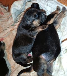 Cuccioli di Pastore Tedesco 