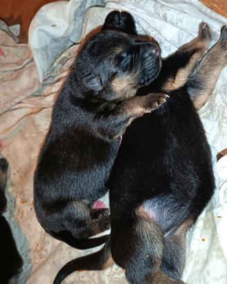 Cuccioli di Pastore Tedesco 