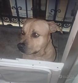 Pitbull rischia canile per rinuncia di proprietà