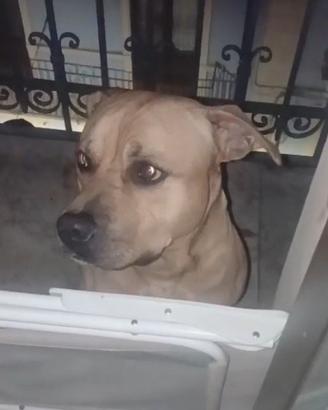 Pitbull rischia canile per rinuncia di proprietà
