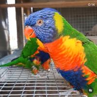 Coppia di pappagalli lori arcobaleno adulti