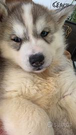 Cuccioli Siberian Husky