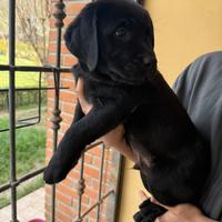 Labrador retriever cuccioli