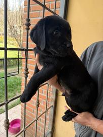 Labrador retriever cuccioli
