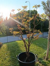 Cornus Florida rosa alberello in vaso. 