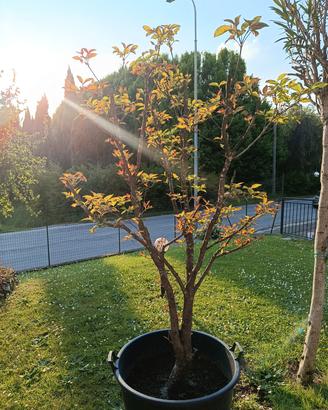 Cornus Florida rosa alberello in vaso. 